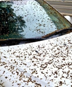 Tẩy nhựa cây dính vào xe - Gói detailing ô tô